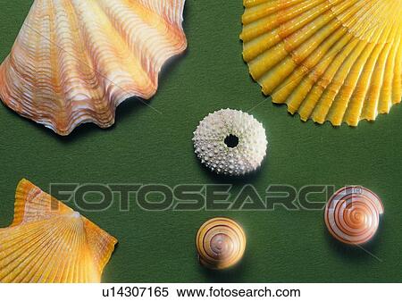 object, sea shell View Large Photo Image Stock Photography - object, sea shell. Fotosearch