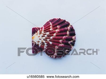 Stock Photography - object, sea shell. Fotosearch