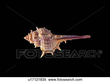 Stock Photography - object, sea shell. Fotosearch
