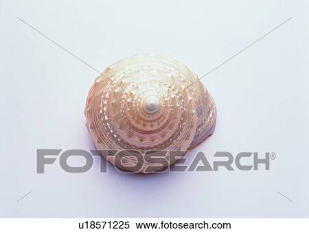 object, sea shell View Large Photo Image Stock Photography - object, sea shell. Fotosearch