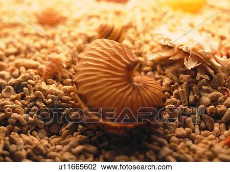 Stock Image - object, sea shell, stone. Fotosearch