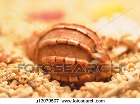 Stock Photo - object, sea shell, stone. Fotosearch