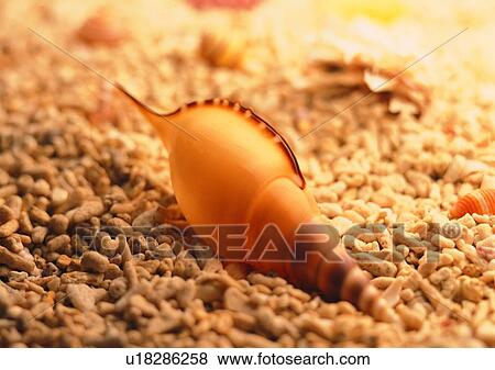 object, sea shell, stone View Large Photo Image Stock Photo - object, sea shell, stone. Fotosearch