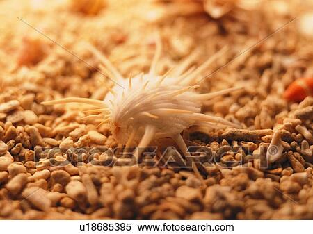 Stock Photography - object, stone, sea shell. Fotosearch