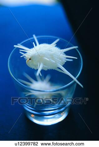 reflection, glass, object, sea shell View Large Photo Image Stock Image - reflection, glass, object, sea shell. Fotosearch
