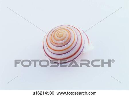 sea shell, object View Large Photo Image Stock Image - sea shell, object. Fotosearch