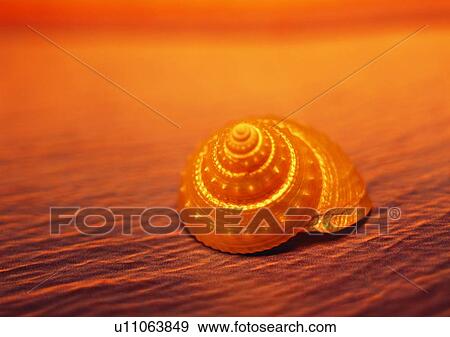 Stock Photo - sea shell, object. Fotosearch