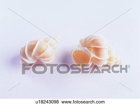 Stock Photo - sea shell, object. Fotosearch
