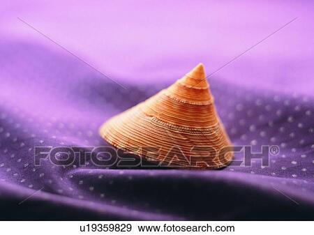 sea shell, object View Large Photo Image Stock Photo - sea shell, object. Fotosearch