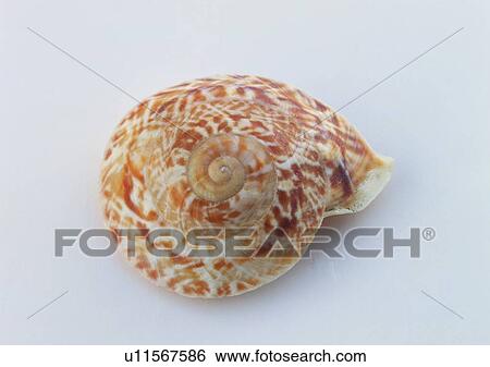 Stock Photograph - sea shell, object. Fotosearch