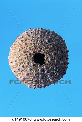 sea shell, object View Large Photo Image Stock Photograph - sea shell, object. Fotosearch