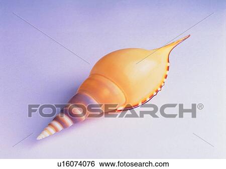 sea shell, object View Large Photo Image Stock Photograph - sea shell, object. Fotosearch