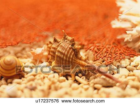 Stock Photograph - sea shell, object, stone. Fotosearch