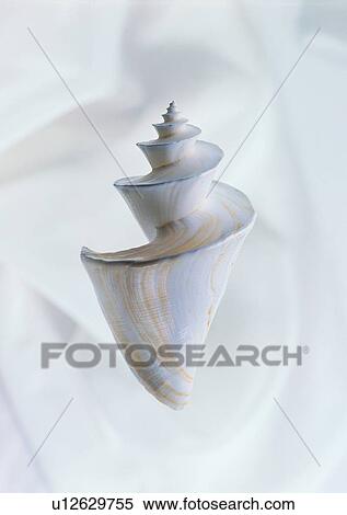 silk, sea shell, object View Large Photo Image Stock Photography - silk, sea shell, object. Fotosearch