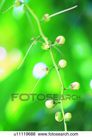 flower, nature, plant, outdoor View Large Photo Image Stock Photo - flower, nature, plant, outdoor. Fotosearch