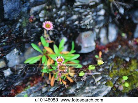 Stock Photo - flower, nature, rock, plant, outdoor, leaf. Fotosearch
