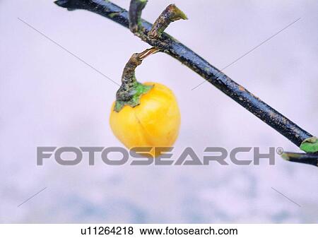 Stock Photo - fruit, nature, plant, outdoor, tree. Fotosearch