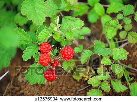 Gelso Foglia Esterno Natura Pianta Immagine U13576934 Fotosearch