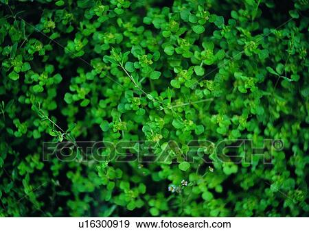 Stock Photo - green, nature, plant, flower, outdoor. Fotosearch