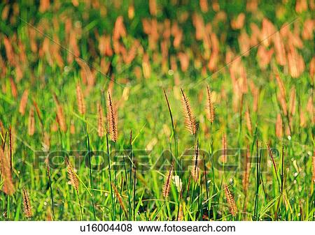 leaf, outdoor, grass, plant, nature View Large Photo Image Stock Photo - leaf, outdoor, grass, plant, nature. Fotosearch