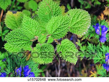 Stock Photo - leaf, outdoor, plant, nature, flower. Fotosearch