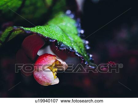 leaf, plant, flower, outdoor, nature, water drop View Large Photo Image Stock Photo - leaf, plant, flower, outdoor, nature, water drop. Fotosearch