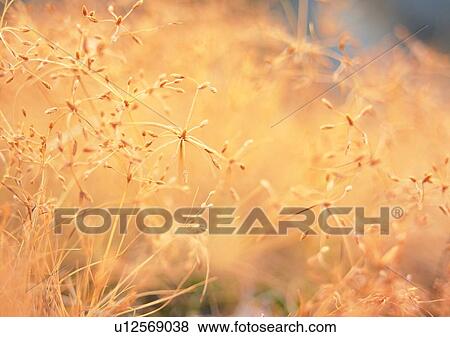 Stock Photo - leaf, plant, outdoor, nature, flower. Fotosearch