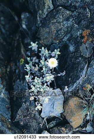 Stock Image - leaf, rock, outdoor, flower, nature, plant. Fotosearch