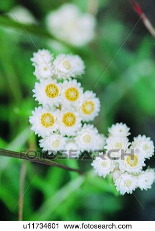 nature, flower, plant, outdoor, leaf View Large Photo Image Stock Image - nature, flower, plant, outdoor, leaf. Fotosearch