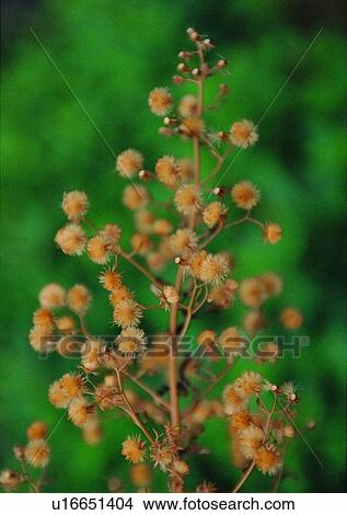 nature, fruit, outdoor, plant View Large Photo Image Picture - nature, fruit, outdoor, plant. Fotosearch