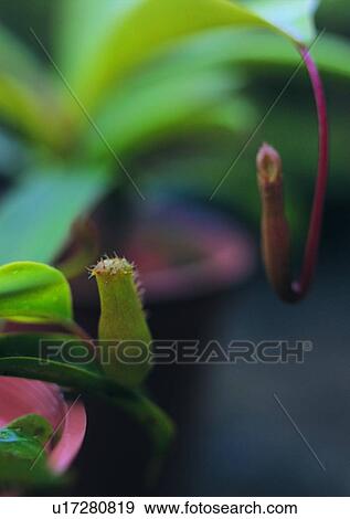 nature, leaf, outdoor, plant, green View Large Photo Image Stock Photo - nature, leaf, outdoor, plant, green. Fotosearch