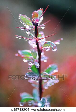 Picture - nature, leaf, outdoor, water drop, plant. Fotosearch