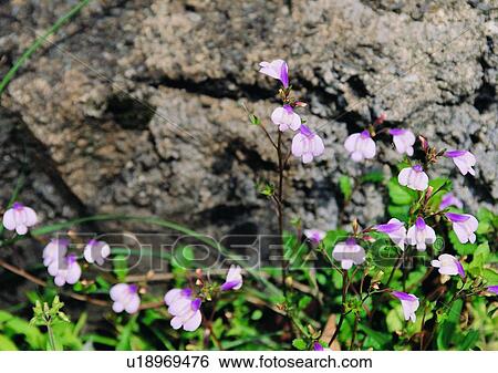 Stock Photograph - nature, leaf, plant, flower, rock, outdoor. Fotosearch