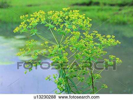 Stock Photo - nature, leaf, river, green, plant, flower. Fotosearch