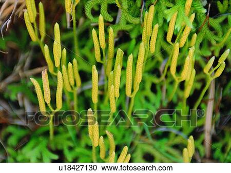 Stock Image - nature, leaf, tree, outdoor, plant, fruit. Fotosearch
