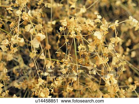 nature, outdoor, leaf, plant, flower View Large Photo Image Stock Image - nature, outdoor, leaf, plant, flower. Fotosearch