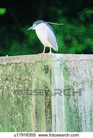 nature, outdoor, plant, bird, animal View Large Photo Image Stock Photography - nature, outdoor, plant, bird, animal. Fotosearch