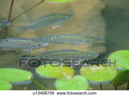 nature, outdoor, plant, fish, river, leaf View Large Photo Image Stock Photo - nature, outdoor, plant, fish, river, leaf. Fotosearch
