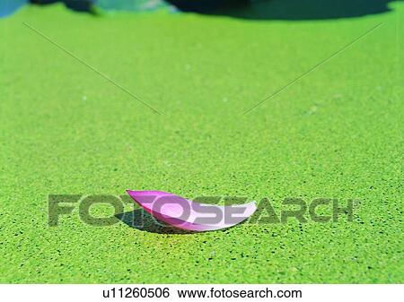 Stock Photograph - nature, outdoor, plant, flower, grass. Fotosearch