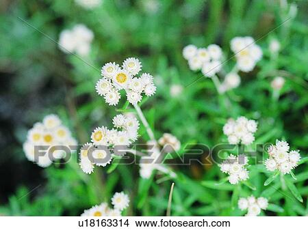 nature, outdoor, plant, flower, leaf View Large Photo Image Picture - nature, outdoor, plant, flower, leaf. Fotosearch