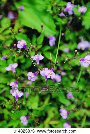 nature, outdoor, plant, flower, leaf View Large Photo Image Stock Image - nature, outdoor, plant, flower, leaf. Fotosearch