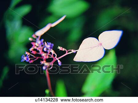 Stock Photo - nature, outdoor, plant, flower, leaf. Fotosearch