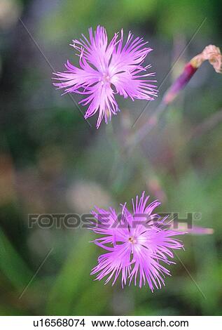 Picture - nature, outdoor, plant, flower. Fotosearch