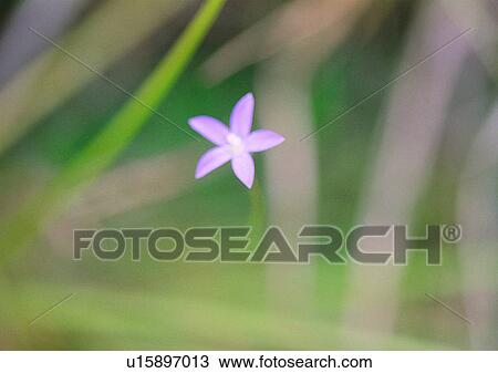 Stock Image - nature, outdoor, plant, flower. Fotosearch