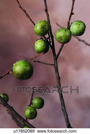 nature, outdoor, plant, fruit, tree View Large Photo Image Stock Photo - nature, outdoor, plant, fruit, tree. Fotosearch