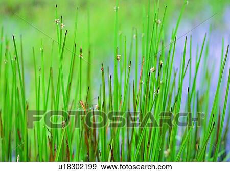 nature, outdoor, plant, grass, flower, water View Large Photo Image Stock Photo - nature, outdoor, plant, grass, flower, water. Fotosearch