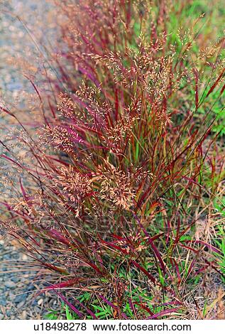 Stock Photo - nature, outdoor, plant, grass, leaf. Fotosearch