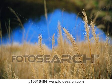 Picture - nature, outdoor, plant, grass. Fotosearch