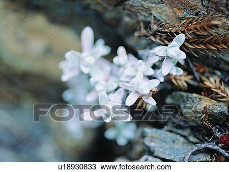 Stock Image - nature, outdoor, plant, leaf, flower, rock. Fotosearch