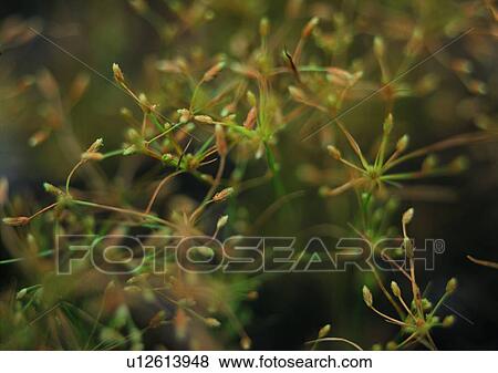 Stock Photo - nature, outdoor, plant, leaf, flower. Fotosearch